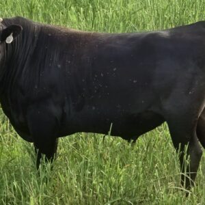 CES HERAKURESU 020M (ET), fullblood black Wagyu bull at Kalarama Farm