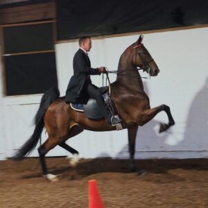 Kalarama's Baby Spider, bay American Saddlebred stallion, under saddle