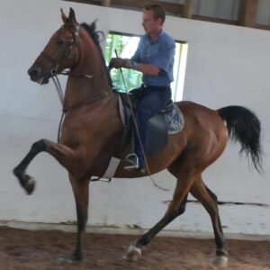 Kalarama's Smooth Operator, bay American Saddlebred stallion, under saddle